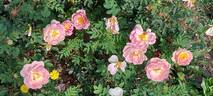 Prairie Peace rose photo