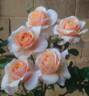 Sweet Revelation rose photo