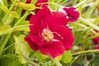 Scorcher rose photo