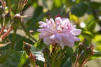 South Orange Perfection rose photo