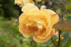 Strike It Rich ™ rose photo