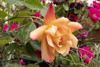 Sutter's Gold, Cl. rose photo