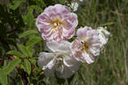 Treasure Trove rose photo