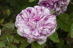 Tricolore de Flandre rose photo