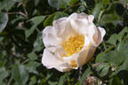 Una rose photo