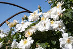 Una rose photo