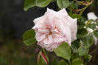 Weetwood rose photo