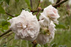 Weetwood rose photo