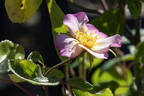 Wind Chimes rose photo