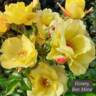 DICsolar rose photo
