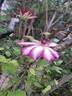 Picotee clematis photo