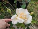 Madame Ravary rose photo