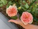 Masora rose photo