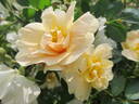 Above and Beyond rose photo