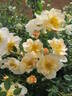 Above and Beyond rose photo