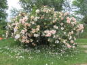 Above and Beyond rose photo