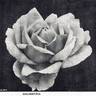 Colcestria rose photo