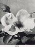 Cupid rose photo