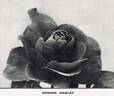 Edward Mawley rose photo
