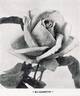 Elizabeth rose photo