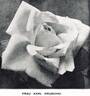 Frau Karl Druschki rose photo