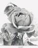 Juliet rose photo