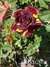 Alakazam rose photo