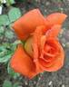 Golden Slippers rose photo