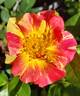School Spirit rose photo