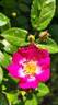 Oso Happy Smoothie rose photo