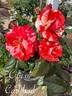 City of Carlsbad ™ rose photo