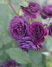 Etienne rose photo
