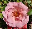 Geisha rose photo