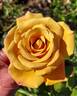 JACtan rose photo