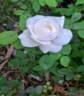Winchester Cathedral ® rose photo