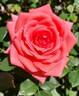 Orange Classic rose photo
