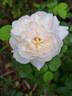 Winchester Cathedral ® rose photo