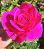 Flying Kiss ™ rose photo