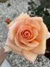 Over the Moon rose photo