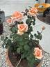 Over the Moon rose photo