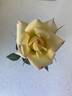 Pixie Dust rose photo