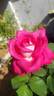 Acapella ® rose photo