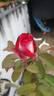 Acapella ® rose photo