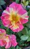 School Spirit rose photo