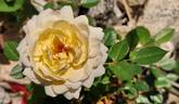 Star Dust ™ rose photo
