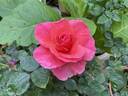 Monster of Love rose photo