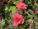 Monster of Love rose photo