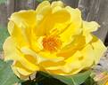 Midas Touch ™ rose photo