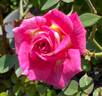 Dulcinea rose photo