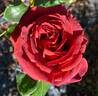 Terracotta ® rose photo